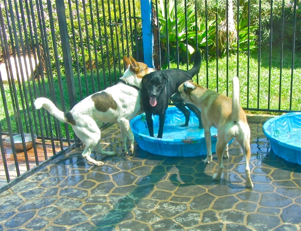 These pups LOVE cooling down by splashing each other!